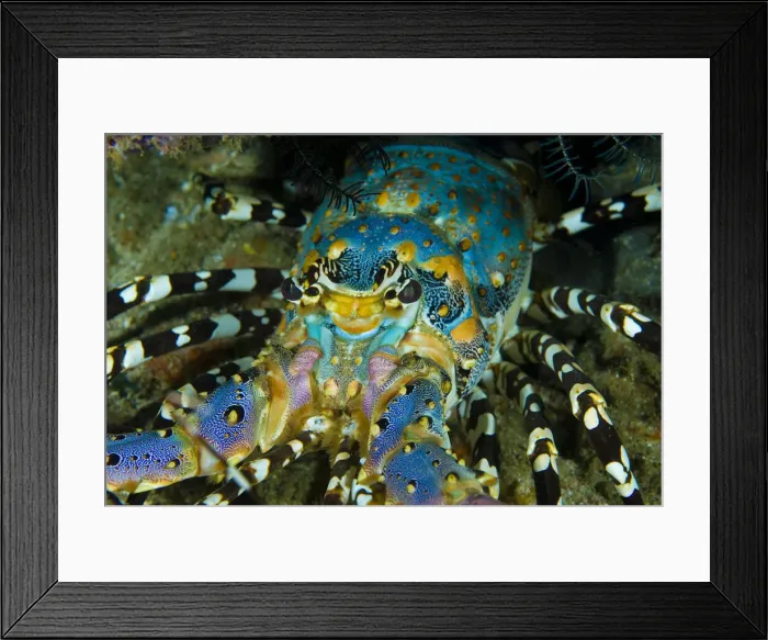 Framed Print : DDE-90024670