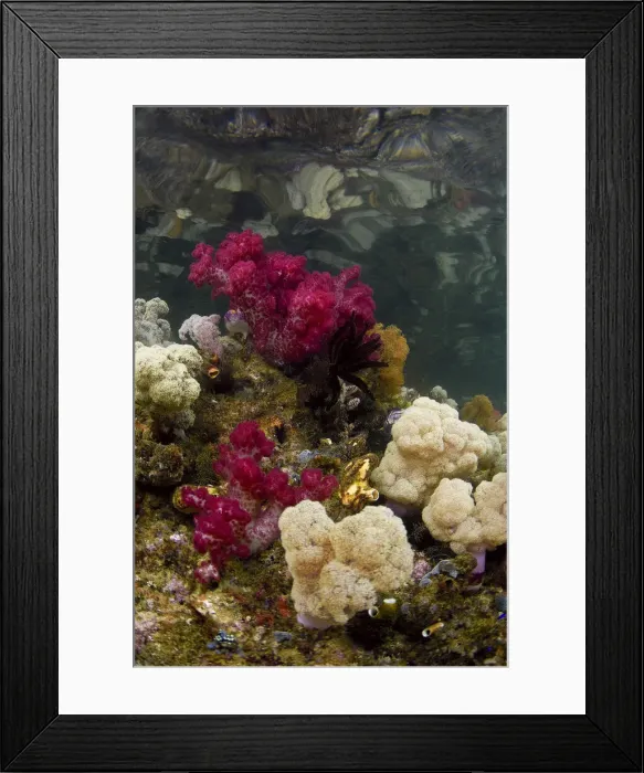 Framed Print : DDE-90024672 Framed Print : DDE-90024672