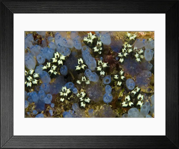 Framed Print : DDE-90024673 Framed Print : DDE-90024673
