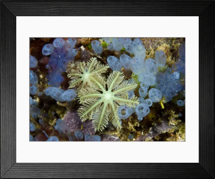 Framed Print : DDE-90024674 Framed Print : DDE-90024674