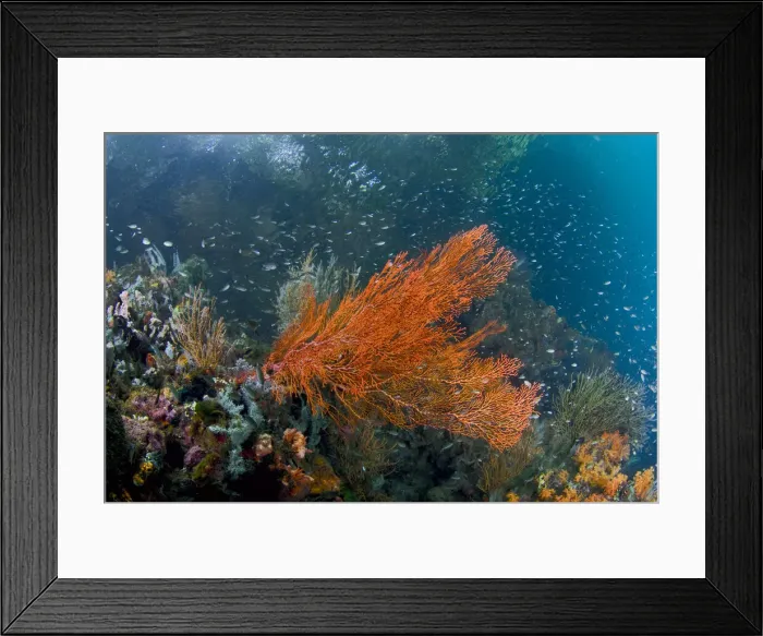 Framed Print : DDE-90024675 Framed Print : DDE-90024675