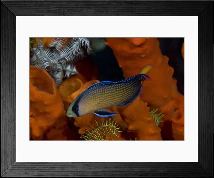 Framed Print : DDE-90024676 Framed Print : DDE-90024676