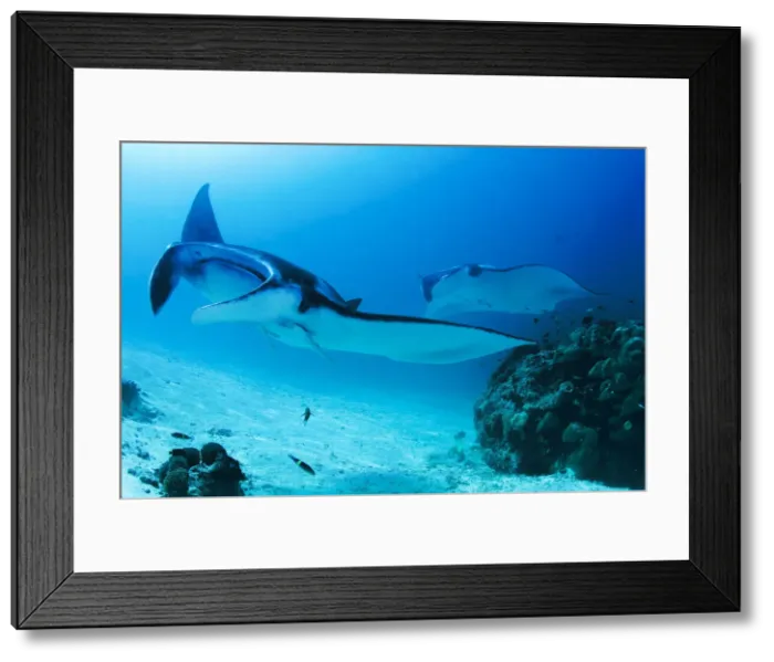 Framed Print : DDE-90024677 Framed Print : DDE-90024677