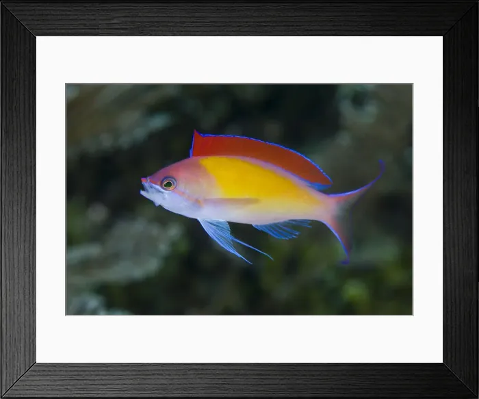 Framed Print : DDE-90024678