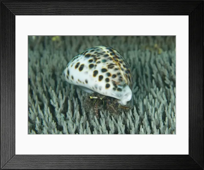 Framed Print : DDE-90024679 Framed Print : DDE-90024679