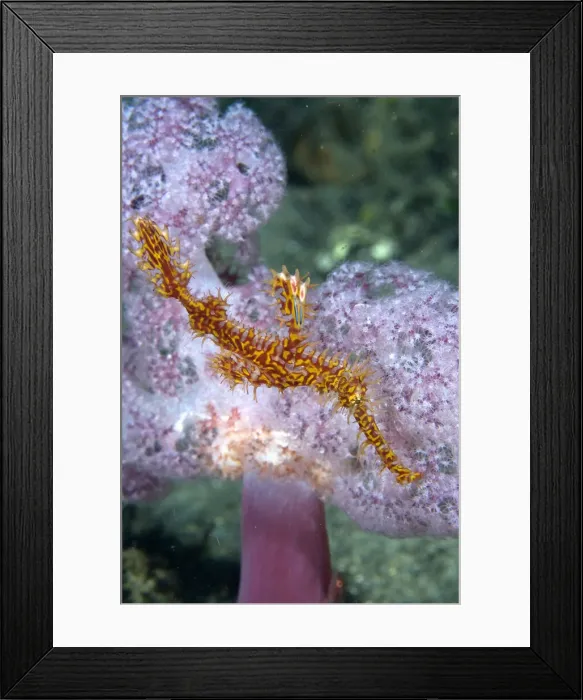 Framed Print : DDE-90024680