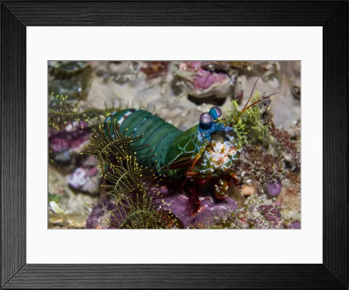Framed Print : DDE-90024681 Framed Print : DDE-90024681
