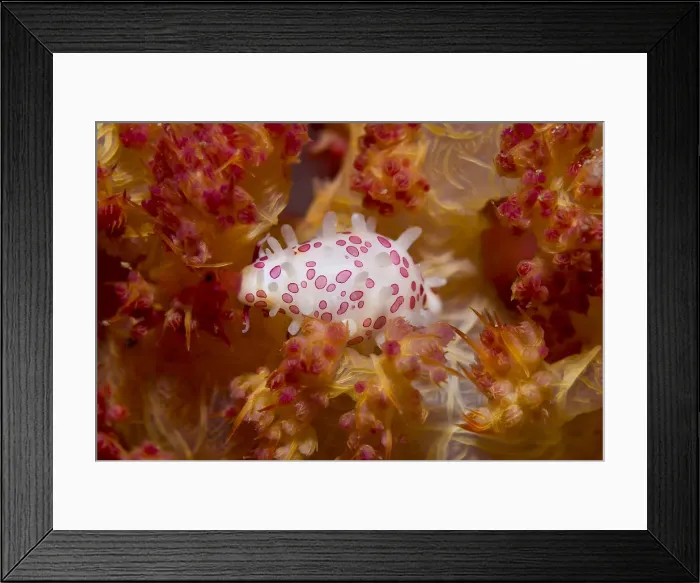 Framed Print : DDE-90024682 Framed Print : DDE-90024682