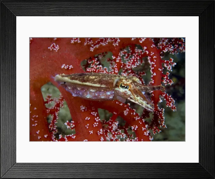 Framed Print : DDE-90024683 Framed Print : DDE-90024683