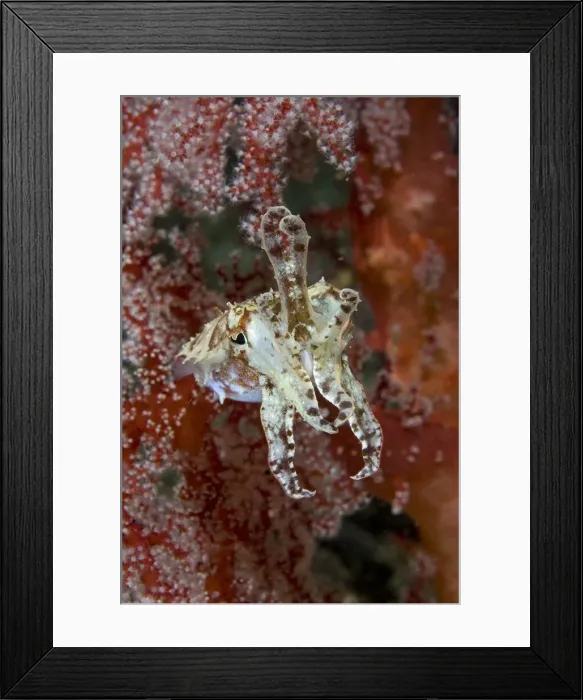 Framed Print : DDE-90024684 Framed Print : DDE-90024684