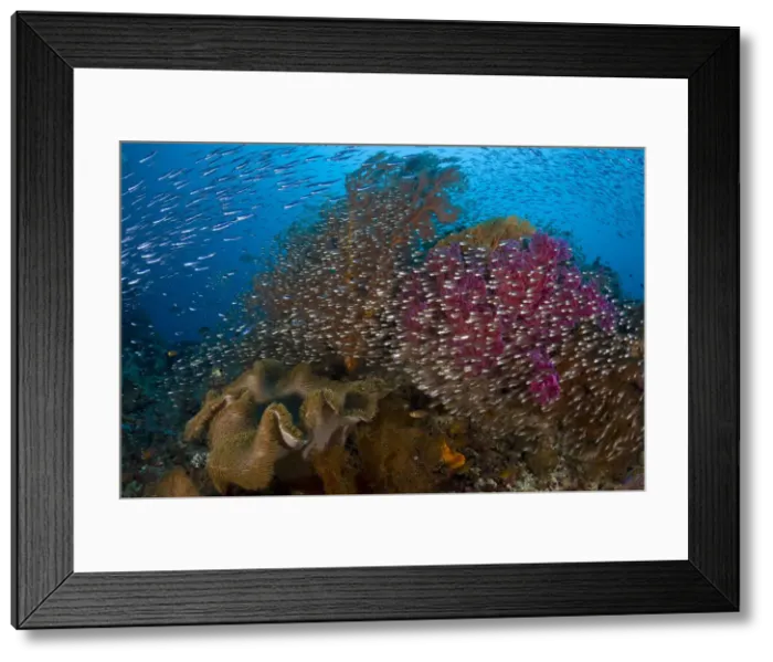 Framed Print : DDE-90024689