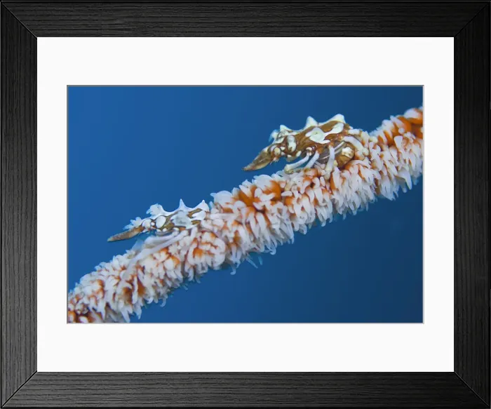 Framed Print : DDE-90024690 Framed Print : DDE-90024690