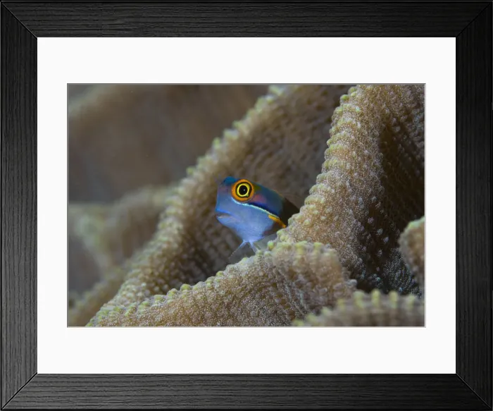 Framed Print : DDE-90024691 Framed Print : DDE-90024691