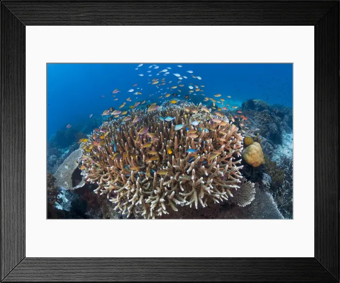 Framed Print : DDE-90024692 Framed Print : DDE-90024692
