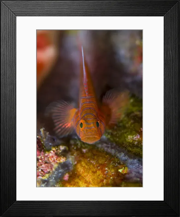 Framed Print : DDE-90024693 Framed Print : DDE-90024693