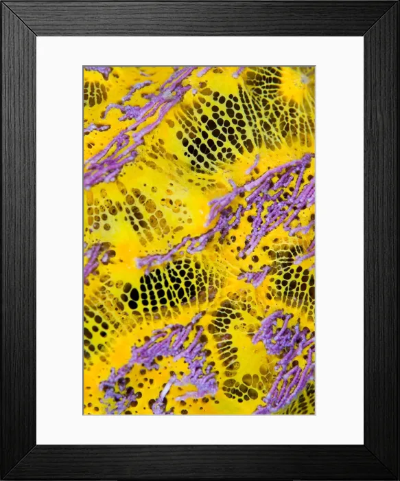 Framed Print : DDE-90024694 Framed Print : DDE-90024694