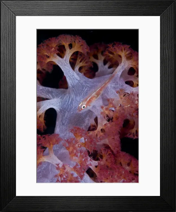 Framed Print : DDE-90024696 Framed Print : DDE-90024696