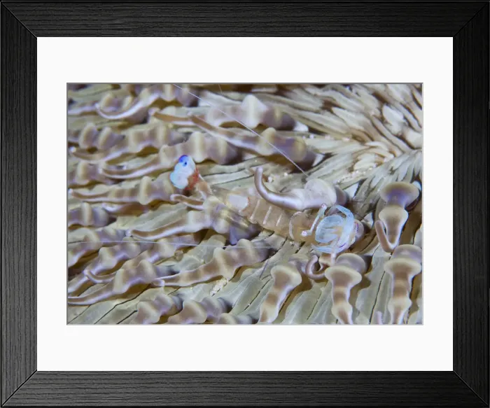 Framed Print : DDE-90024697 Framed Print : DDE-90024697