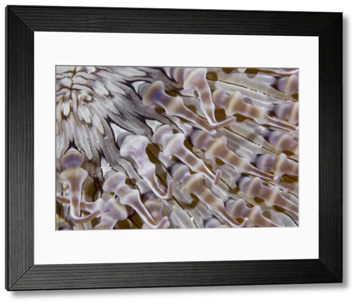 Framed Print : DDE-90024698 Framed Print : DDE-90024698