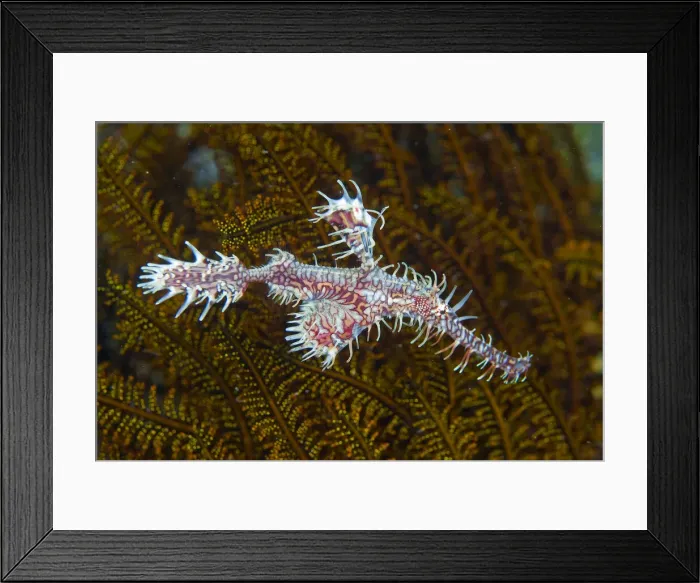 Framed Print : DDE-90024699 Framed Print : DDE-90024699