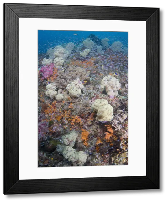 Framed Print : DDE-90024700 Framed Print : DDE-90024700
