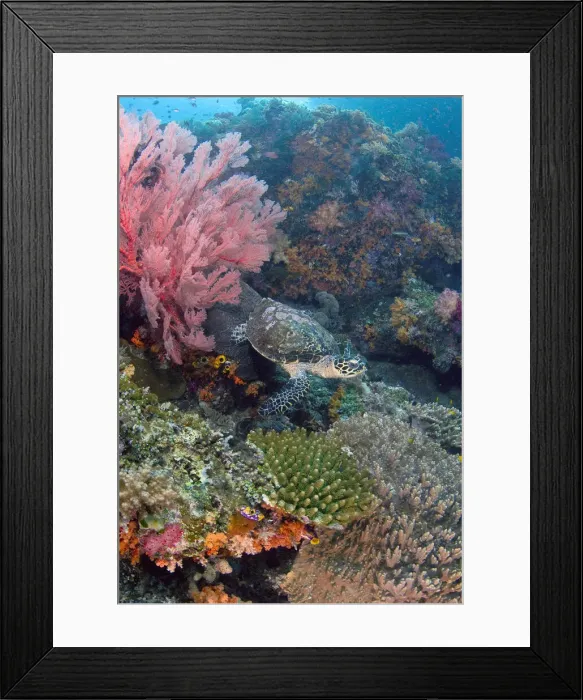 Framed Print : DDE-90024701 Framed Print : DDE-90024701