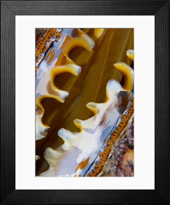 Framed Print : DDE-90024702 Framed Print : DDE-90024702