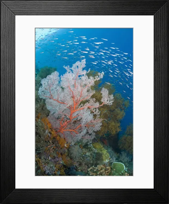 Framed Print : DDE-90024703 Framed Print : DDE-90024703