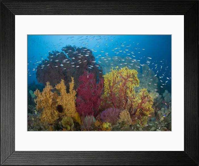 Framed Print : DDE-90024704 Framed Print : DDE-90024704