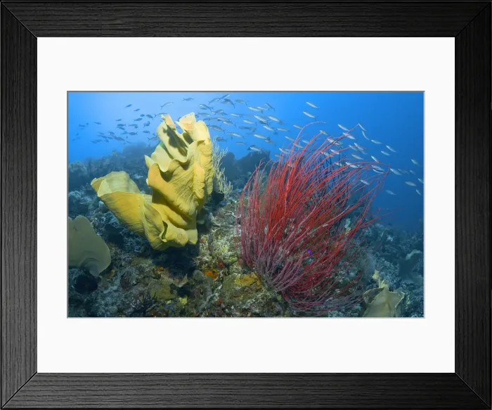 Framed Print : DDE-90024706 Framed Print : DDE-90024706