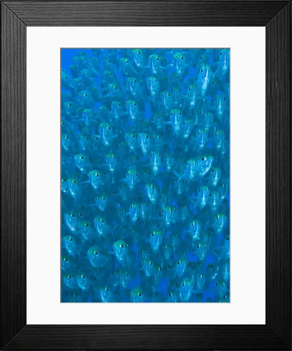 Framed Print : DDE-90024707