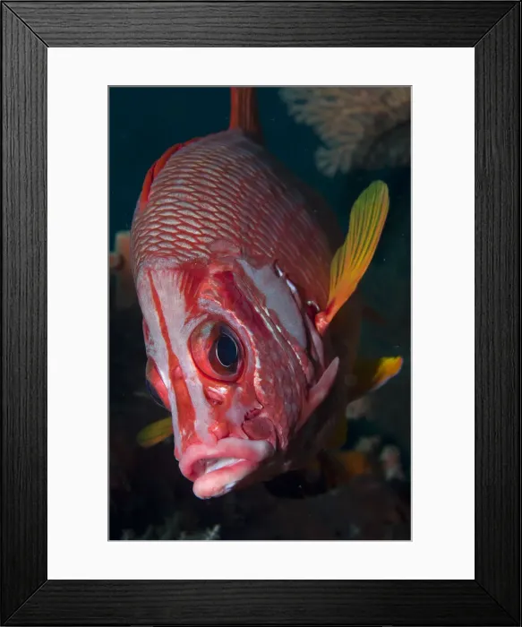 Framed Print : DDE-90024708 Framed Print : DDE-90024708