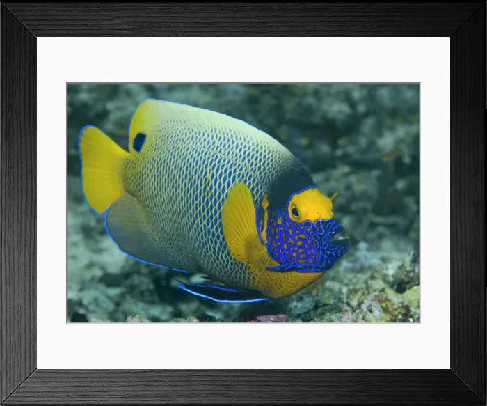 Framed Print : DDE-90024709 Framed Print : DDE-90024709