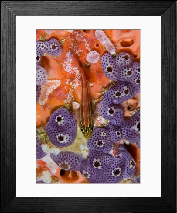 Framed Print : DDE-90024710