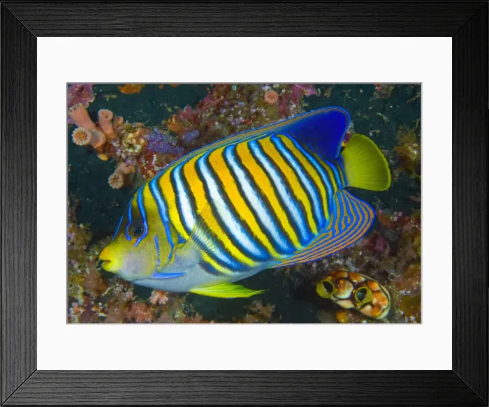 Framed Print : DDE-90024711