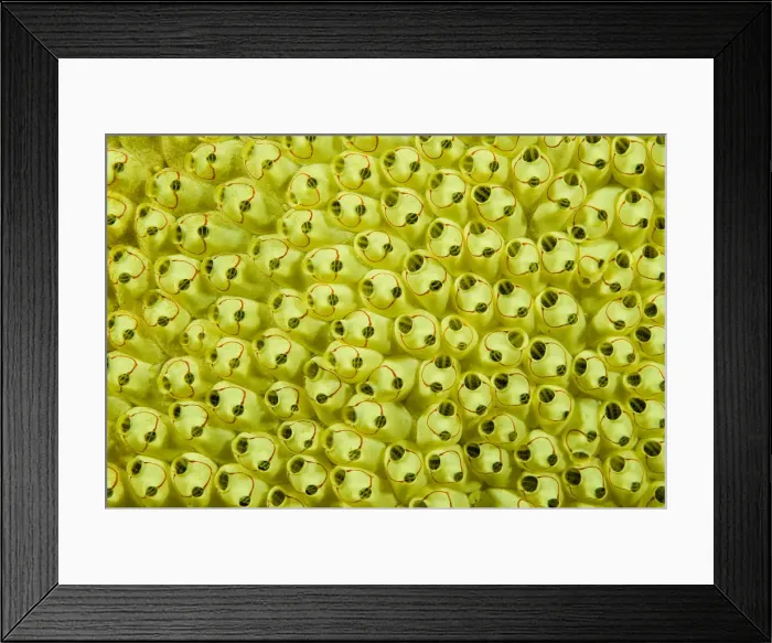 Framed Print : DDE-90024712 Framed Print : DDE-90024712