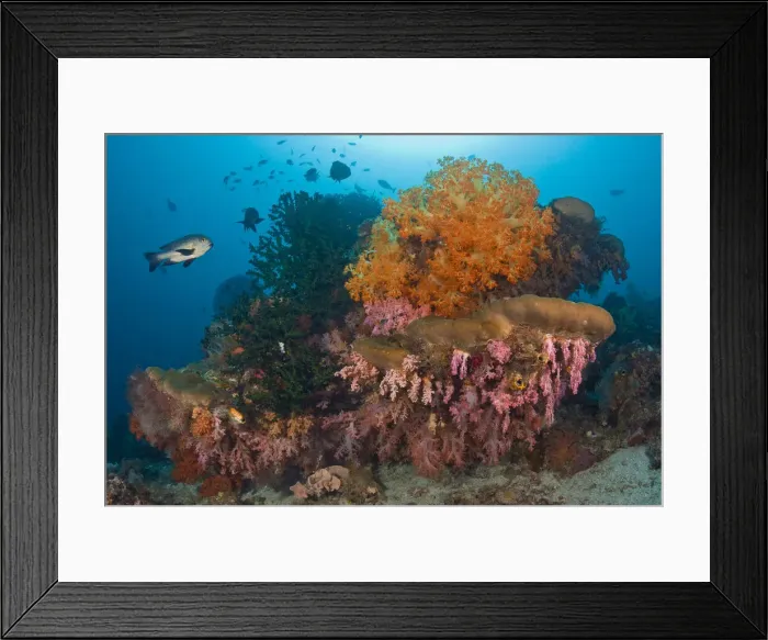 Framed Print : DDE-90024713