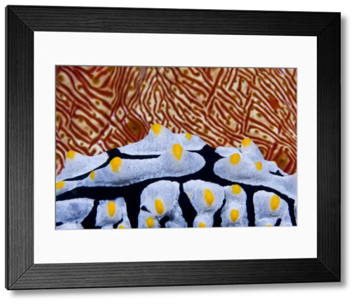 Framed Print : DDE-90024714 Framed Print : DDE-90024714