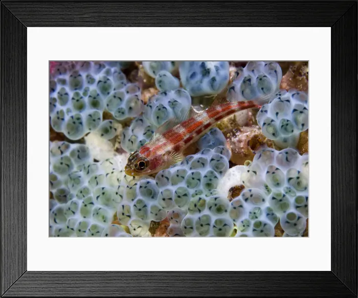 Framed Print : DDE-90024715 Framed Print : DDE-90024715