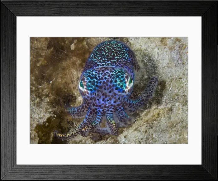Framed Print : DDE-90024716 Framed Print : DDE-90024716