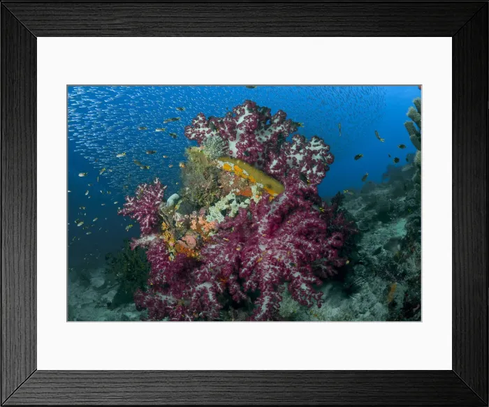 Framed Print : DDE-90024717 Framed Print : DDE-90024717