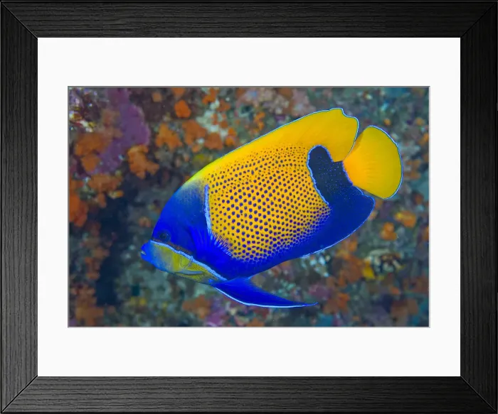 Framed Print : DDE-90024719 Framed Print : DDE-90024719
