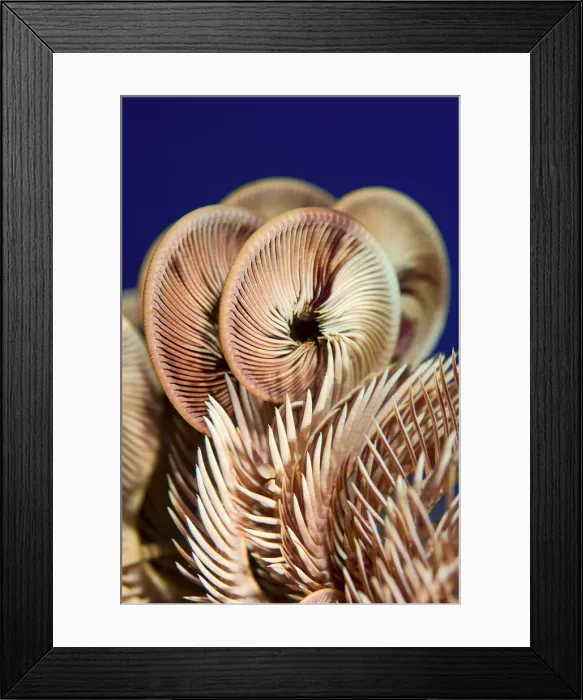 Framed Print : DDE-90024720 Framed Print : DDE-90024720