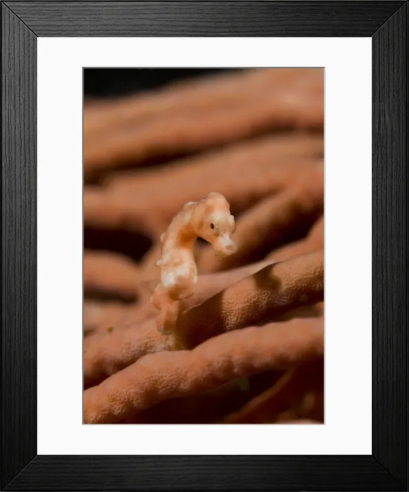 Framed Print : DDE-90024721 Framed Print : DDE-90024721