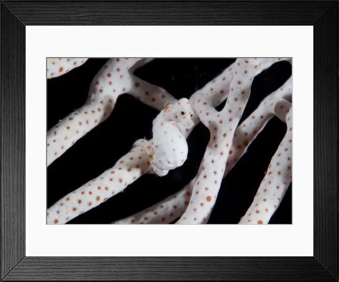 Framed Print : DDE-90024722 Framed Print : DDE-90024722