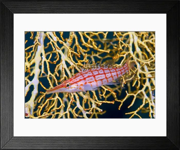 Framed Print : DDE-90024723 Framed Print : DDE-90024723