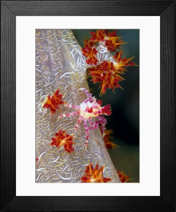 Framed Print : DDE-90024724 Framed Print : DDE-90024724