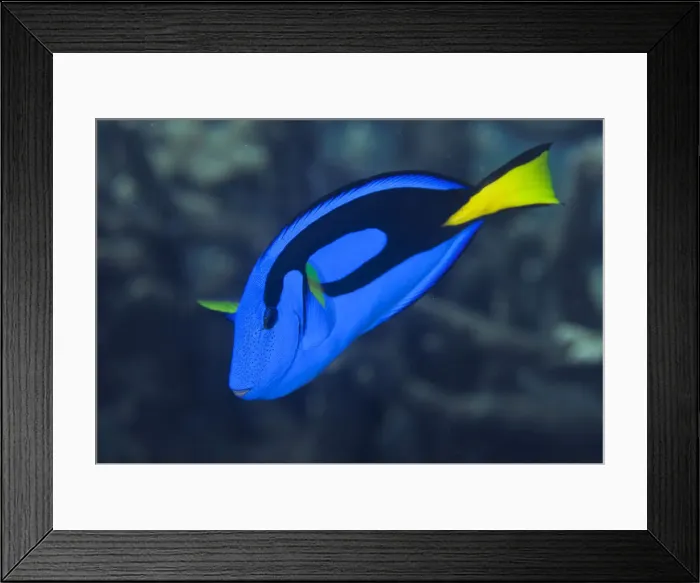 Framed Print : DDE-90024725 Framed Print : DDE-90024725