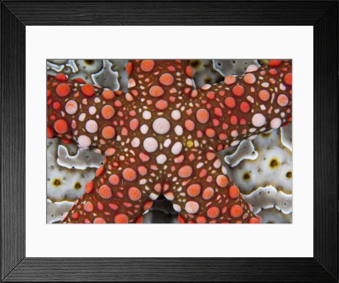 Framed Print : DDE-90024726 Framed Print : DDE-90024726