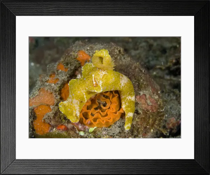Framed Print : DDE-90024727 Framed Print : DDE-90024727